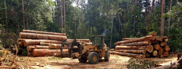 Best Storm Damage Tree Cleanup  in Mar Mac, NC