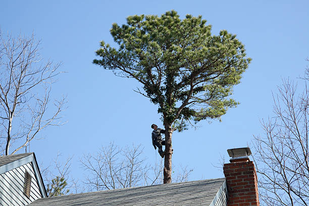 Best Hedge Trimming  in Mar Mac, NC